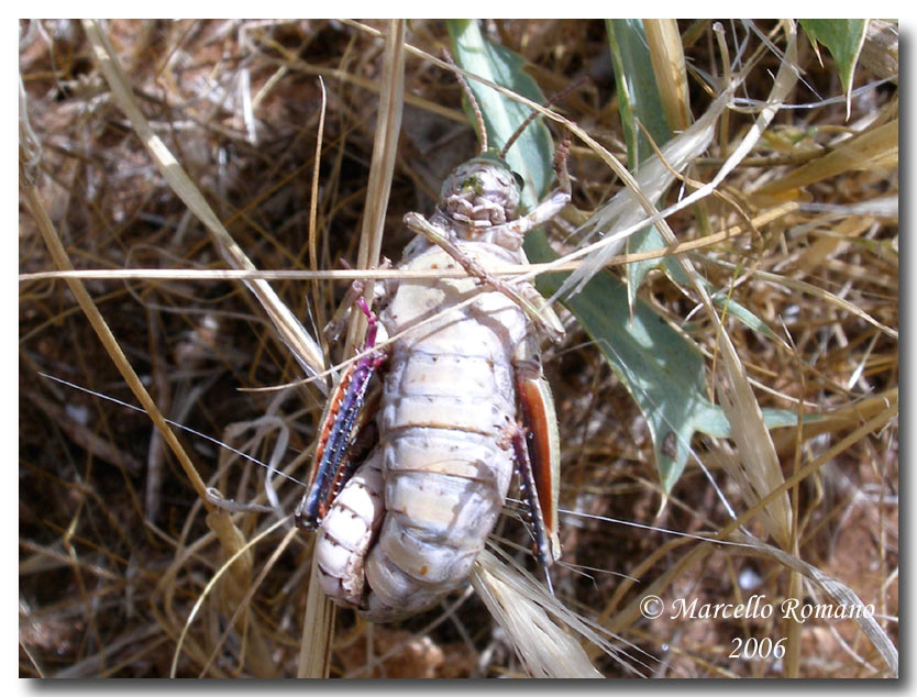 Un altro bel Pamphagidae siciliano: Ocneridia nigropunctata